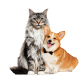 Pets